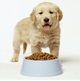 Что лучше для собак: сухой корм или натуральный?