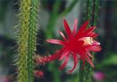 Как добиться цветения пустынного кактуса?