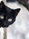 Почему черную кошку считают невезучей?