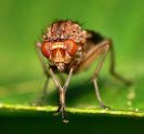 Почему мухи потирают лапкой о лапку?
