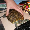 Как содержать дома черепаху?