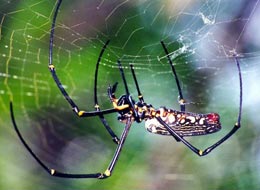 Почему паук не попадает в свою собственную сеть?