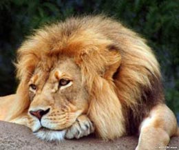 Почему «царь зверей»  - лев?