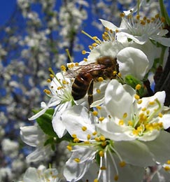 Как трудятся пчелы?