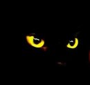 Почему ночью у кошек горят глаза?