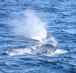 Почему киты выбрасывают в воздух фонтаны воды?