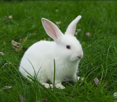Почему  кролика нельзя поднимать за уши?