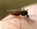 Почему комариный укус чешется?