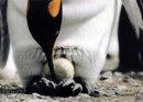 Почему яйца пингвинов не замерзают в холоде?