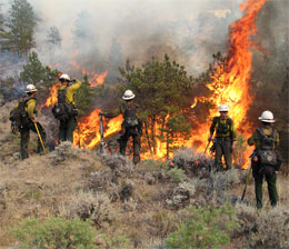 Лесные пожары - только вред?