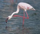 Почему фламинго стоит на одной ноге?
