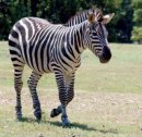Почему зебры полосатые?