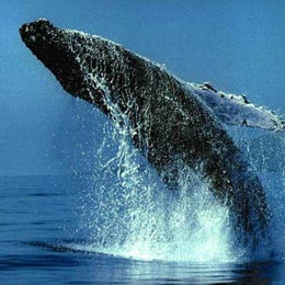Зачем убивают китов?