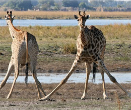 Почему жираф расставляет ноги, когда пьет?