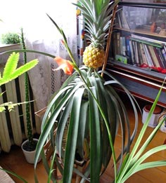 Как вырастить ананас в доме?