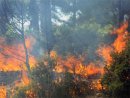 Как возникает лесной пожар?