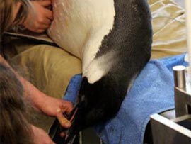 Попавшему в Новую Зеландию пингвину помогут вернуться домой
