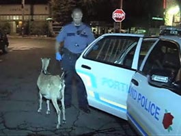 Полиция Америки нашла похищенную козу