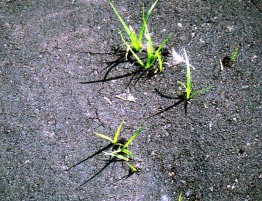 Как трава прорастает сквозь асфальт?