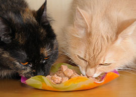 Чем можно кормить кошек?
