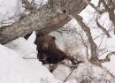 Почему медведи спят зимой?