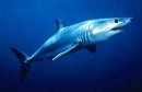 Какие акулы опасны для человека?