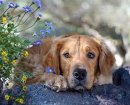 Что такое пироплазмоз, как его распознать у собак?