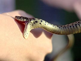 Как оказать первую помощь при укусе змеи?