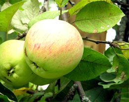 Как лечиться яблоками?