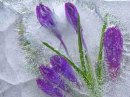 Ледяные цветы Киева